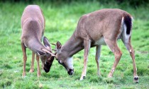 IMG_7524AntlerLock