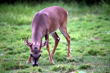 IMG_7528BrokenAntler