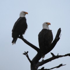 IMG_7615BaldEagles