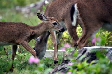 IMG_7641FawnWounded