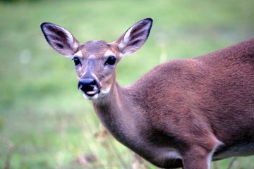 IMG_7660Doe