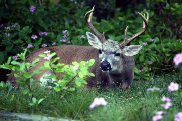 IMG_7677InjuredBuck