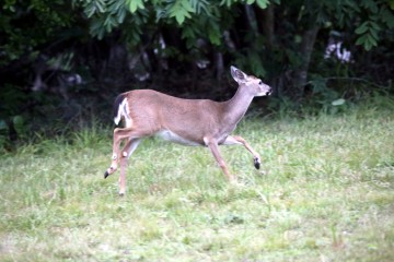 IMG_7764DancingDeer