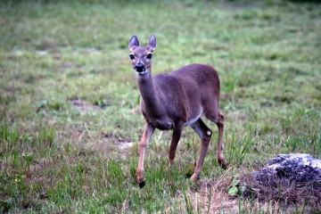 IMG_7773Doe