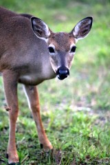 IMG_7796Doe