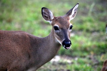 IMG_7810Doe