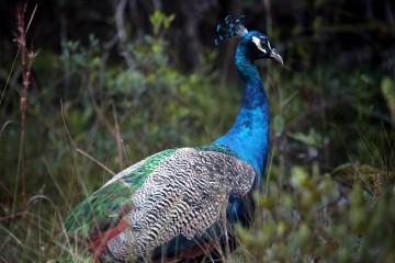 IMG_7990BPKPeacock