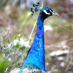 IMG_7992Peacock