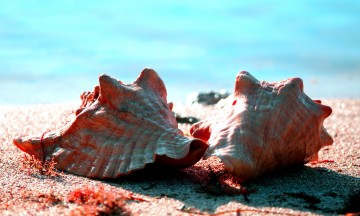 IMG_8008Conchs