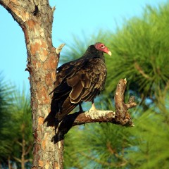 IMG_8085vulture