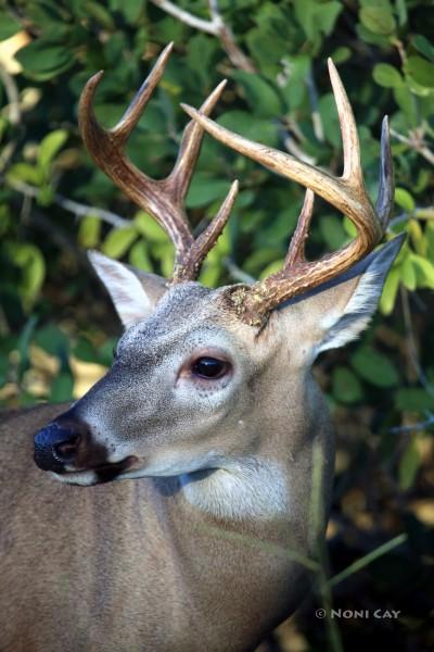 IMG_8107Buck