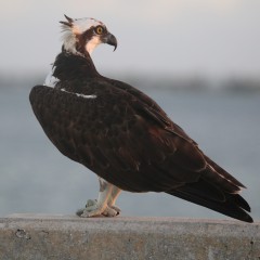 IMG_8188.Osprey