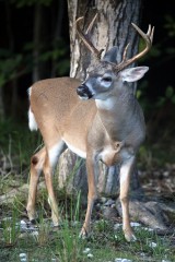 IMG_8467SleepyEyedBuck