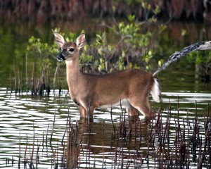 IMG_8627KeyDeerDoe