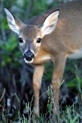 IMG_8949Yearling