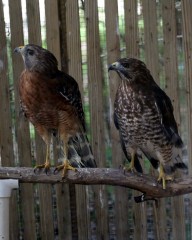 IMG_9067CoopersHawk