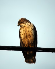 IMG_9108CoopersHawk