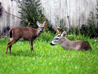 IMG_9113KeyDeer