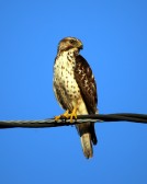 IMG_9125ImmatureCooper'sHawk