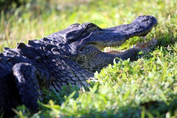 IMG_9153AmericanAlligator