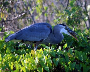 IMG_9170GreatBlueHeron