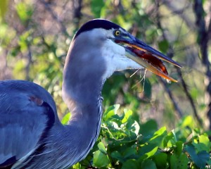 IMG_9180GreatBlueEatsDinner