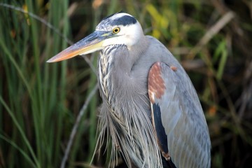 IMG_9196GreatBlueHeron