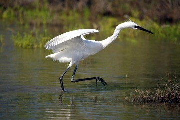 IMG_9342.WhiteMorph