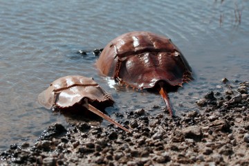 IMG_9370HorseshoeCrabs