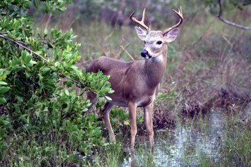 IMG_0008SwampDeer