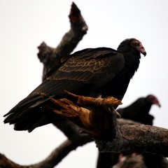 IMG_0037BPKTurkeyVulture