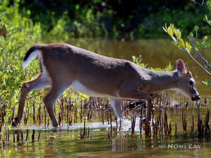 IMG_0097DecemberDeer