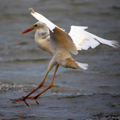 IMG_0521GreatWhiteHeron