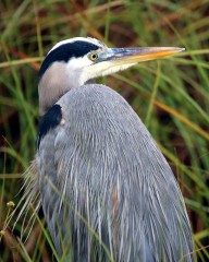 IMG_0550GreatBlueHeron