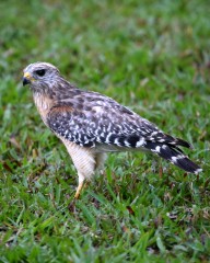 IMG_0617ImmatureRed-shoulderedHawk