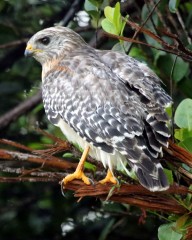 IMG_0629ImmatureRed-shoulderedHawk