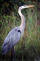 IMG_0636GreatBlue