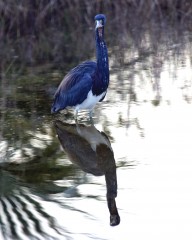 IMG_0696TricoloredHeron