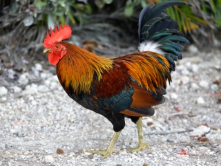 IMG_0741Cuban Rooster