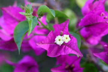 IMG_0778.Bougainvilea