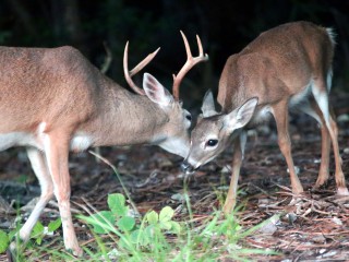 IMG_0815DeerGreeting