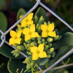 IMG_0843YellowFlowers