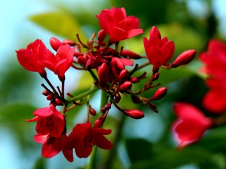 IMG_0851RedFlowers