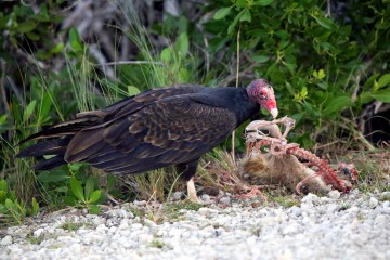 IMG_0914TurkeyVulture