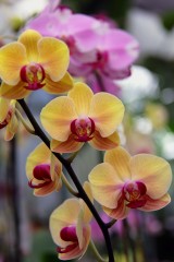 IMG_0983FloridaOrchid