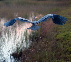 IMG_1031GreatBlue