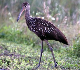 IMG_1066Limpkin