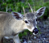 IMG_1095DeerinDecjpg