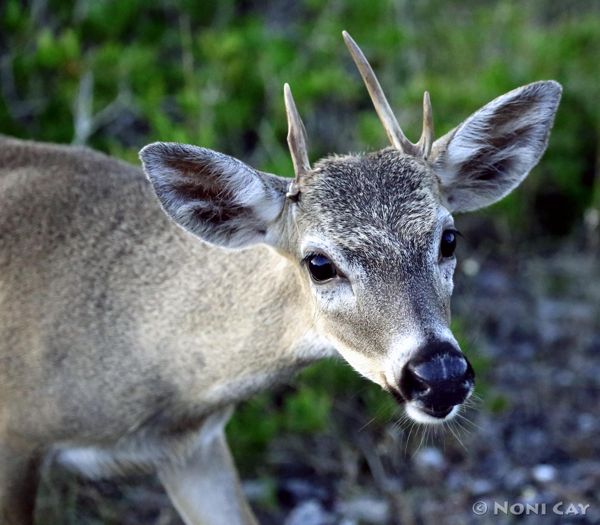 Key Deer | Noni Cay Photography