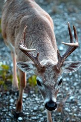 IMG_1110Antlers